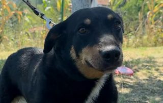 2026_Nordic-Strays-Beba_00 (13)