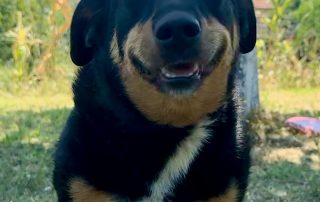 2026_Nordic-Strays-Beba_00 (14)
