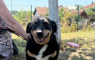 2026_Nordic-Strays-Beba_00 (2)