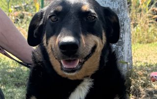 2026_Nordic-Strays-Beba_00 (3)