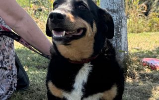 2026_Nordic-Strays-Beba_00 (4)
