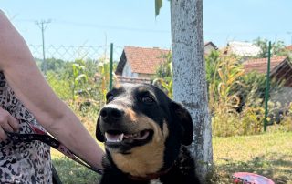 2026_Nordic-Strays-Beba_00 (5)