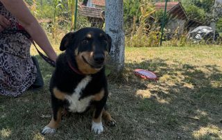 2026_Nordic-Strays-Beba_00 (6)