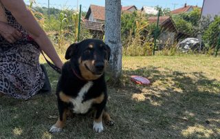 2026_Nordic-Strays-Beba_00 (7)
