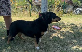 2026_Nordic-Strays-Beba_00 (8)