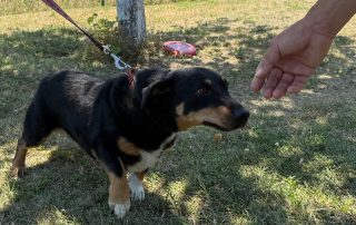 2026_Nordic-Strays-Beba_00 (9)