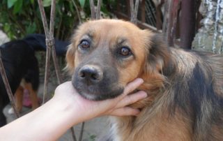 2026_Nordic-Strays-Ben_00 (1)