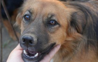 2026_Nordic-Strays-Ben_00 (11)