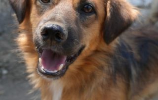 2026_Nordic-Strays-Ben_00 (13)