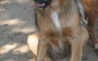 2026_Nordic-Strays-Ben_00 (2)