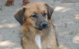2026_Nordic-Strays-Ben_00 (4)