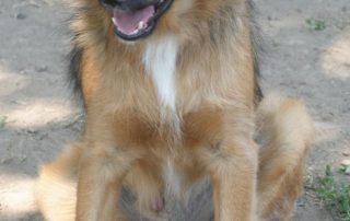 2026_Nordic-Strays-Ben_00 (6)