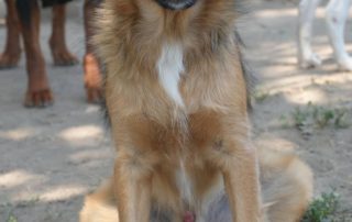 2026_Nordic-Strays-Ben_00 (7)