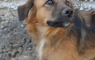 2026_Nordic-Strays-Ben_00 (8)