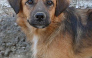 2026_Nordic-Strays-Ben_00 (9)