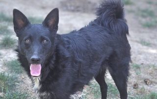 2026_Nordic-Strays-Betty_00 (0)