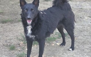 2026_Nordic-Strays-Betty_00 (1)