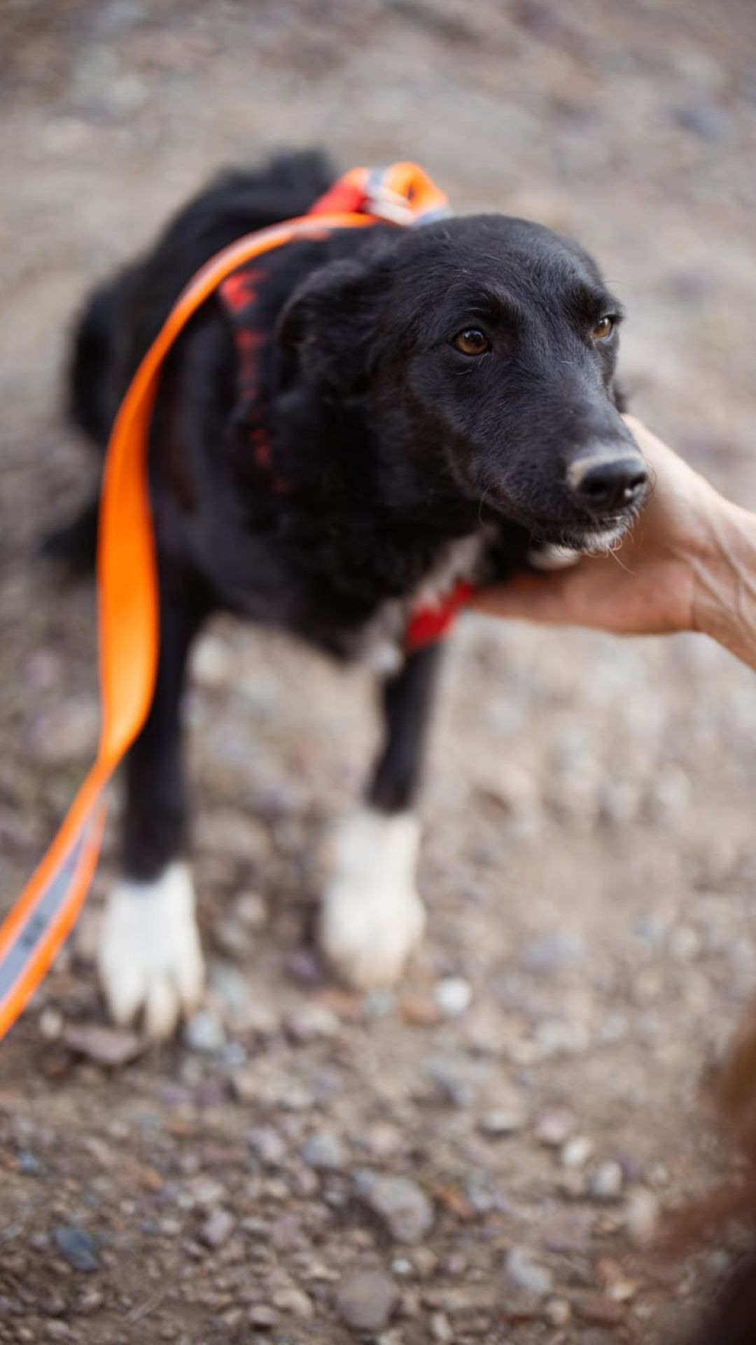 2026_Nordic-Strays-Betty_00 (2)
