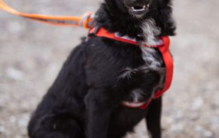 2026_Nordic-Strays-Betty_00 (3)