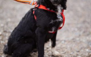 2026_Nordic-Strays-Betty_00 (4)