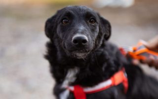 2026_Nordic-Strays-Betty_00 (5)