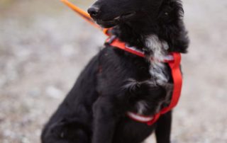 2026_Nordic-Strays-Betty_00 (6)