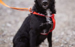 2026_Nordic-Strays-Betty_00 (8)