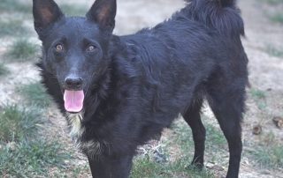2026_Nordic-Strays-Betty_001