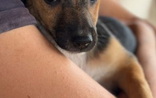 2026_Nordic-Strays-Blueberry_0 (10)