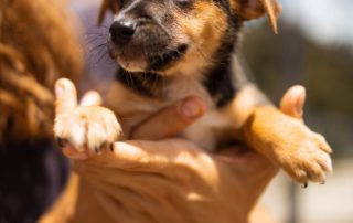 2026_Nordic-Strays-Blueberry_0 (11)
