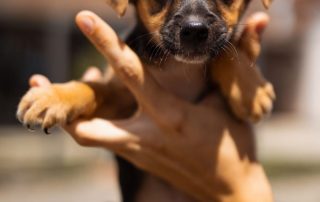 2026_Nordic-Strays-Blueberry_0 (12)