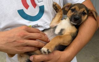 2026_Nordic-Strays-Blueberry_0 (2)
