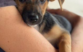 2026_Nordic-Strays-Blueberry_0 (3)