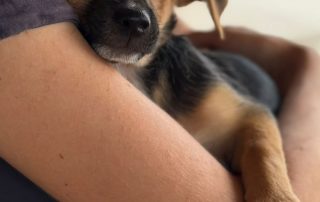 2026_Nordic-Strays-Blueberry_0 (4)