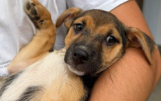 2026_Nordic-Strays-Blueberry_0 (5)