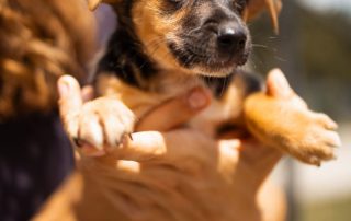 2026_Nordic-Strays-Blueberry_0 (7)