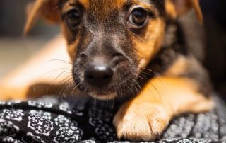 2026_Nordic-Strays-Blueberry_0 (9)