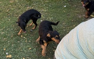2026_Nordic-Strays-Bubbles-Layka-Murmel_001