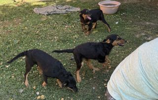 2026_Nordic-Strays-Bubbles-Layka-Murmel_002