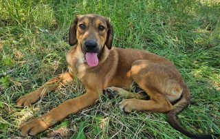 2026_Nordic-Strays-Casper_00 (1)