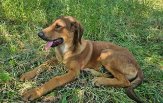 2026_Nordic-Strays-Casper_00 (2)