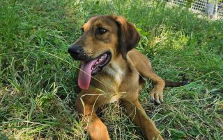 2026_Nordic-Strays-Casper_00 (3)