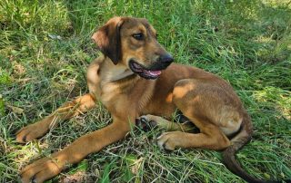 2026_Nordic-Strays-Casper_00 (4)