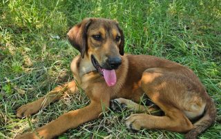 2026_Nordic-Strays-Casper_00 (5)