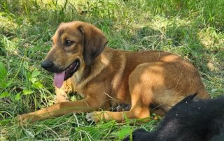 2026_Nordic-Strays-Casper_00 (6)