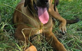 2026_Nordic-Strays-Casper_00 (7)