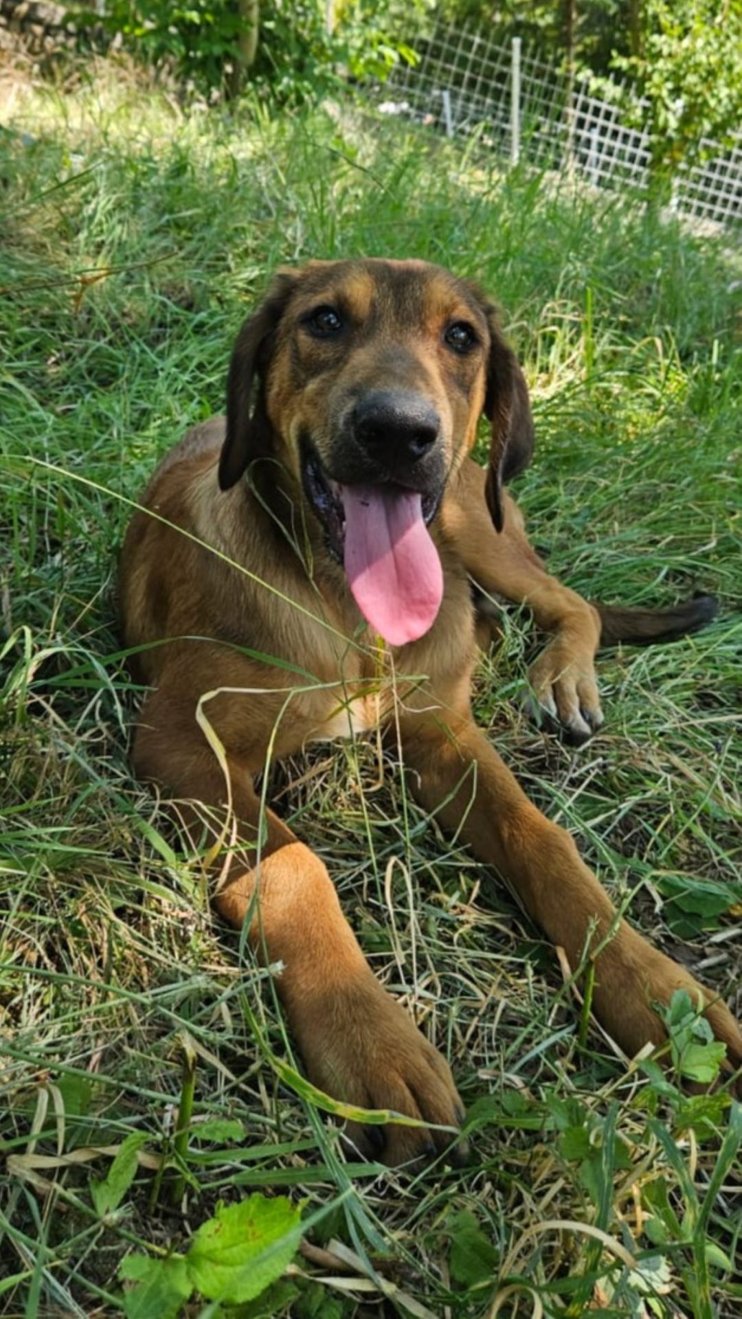 2026_Nordic-Strays-Casper_00 (7)