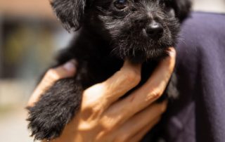 2026_Nordic-Strays-Chilli_00 (1)
