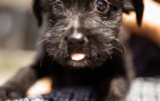 2026_Nordic-Strays-Chilli_00 (2)