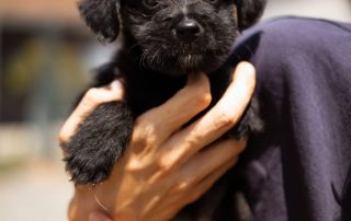 2026_Nordic-Strays-Chilli_00 (4)